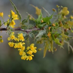 Bloeiende Berberis nevinii struik met heldere gele bloemen in de lente.