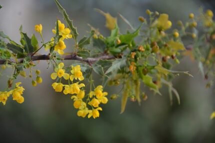 Bloeiende Berberis nevinii struik met heldere gele bloemen in de lente.