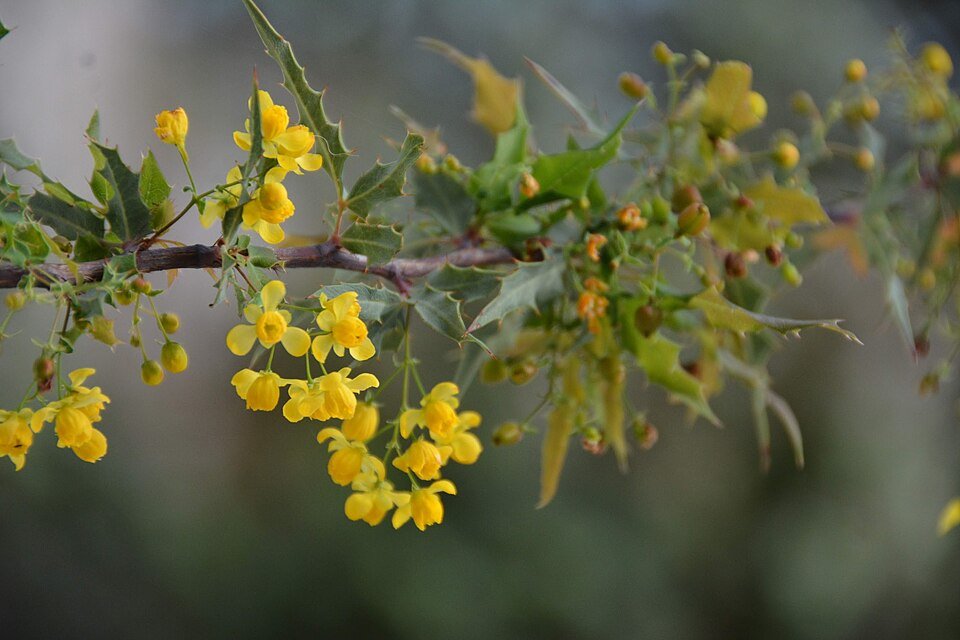 Bloeiende Berberis nevinii struik met heldere gele bloemen in de lente.