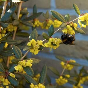 Berberis julianae struik met glanzende groene bladeren en gele bloemen.