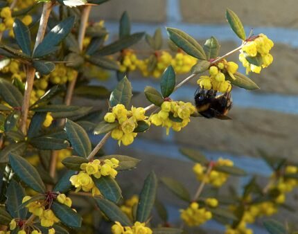 Berberis julianae struik met glanzende groene bladeren en gele bloemen.
