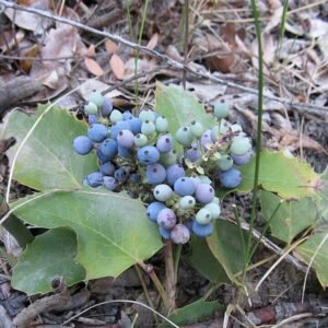 Groenblijvende Berberis repens plant met rode bessen in tuinsetting.