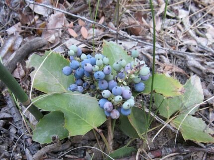 Groenblijvende Berberis repens plant met rode bessen in tuinsetting.