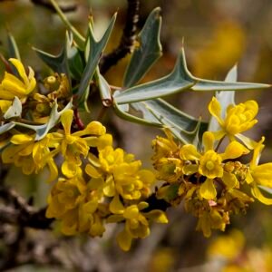 Berberis trifoliolata plant met stekelige takken, groene bladeren en gele bloemen.