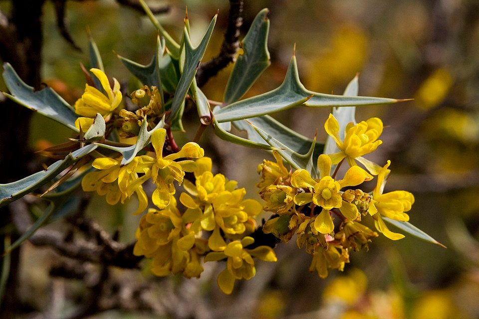 Berberis trifoliolata plant met stekelige takken, groene bladeren en gele bloemen.