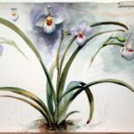 Een gedetailleerde tekening van een Selenipedium orchidee in roze en wit.