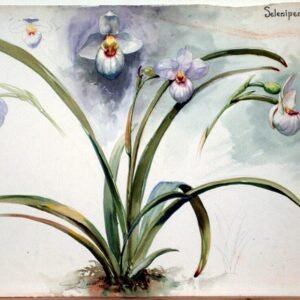 Een gedetailleerde tekening van een Selenipedium orchidee in roze en wit.