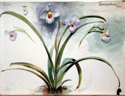Een gedetailleerde tekening van een Selenipedium orchidee in roze en wit.