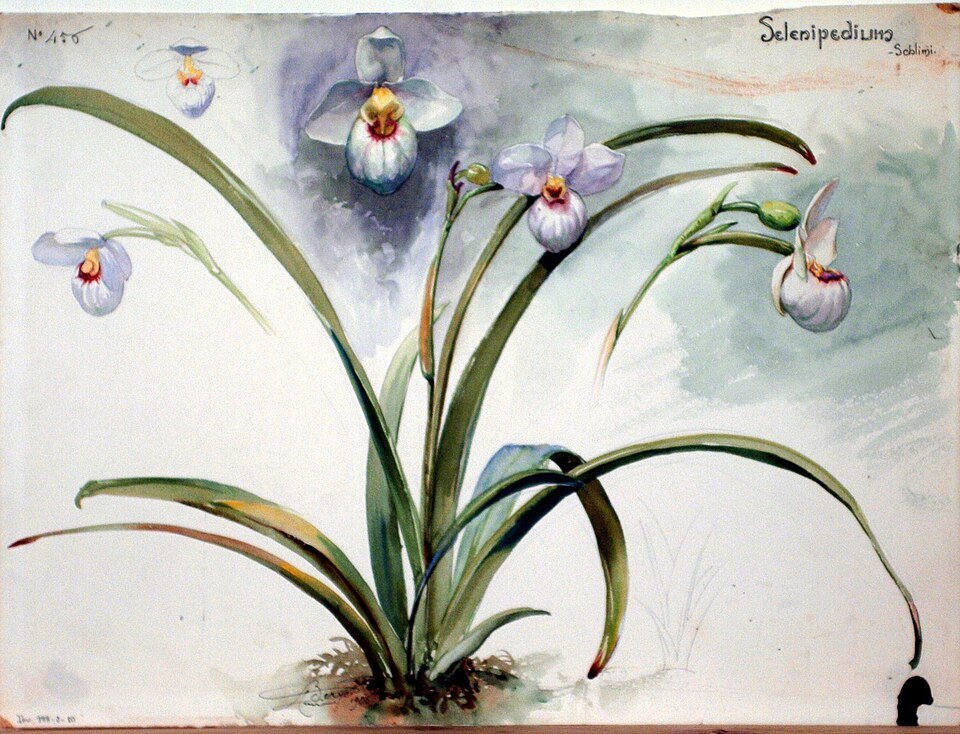 Een gedetailleerde tekening van een Selenipedium orchidee in roze en wit.