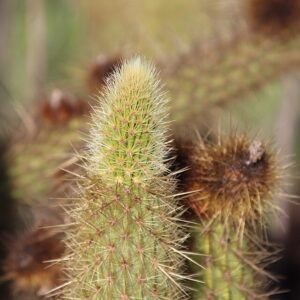 Bergerocactus Emoryi cactus met groene cilindrische stelen en scherpe stekels tegen een zanderige achtergrond.