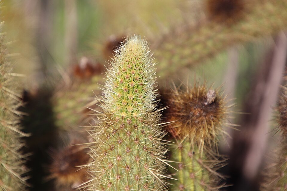 Bergerocactus Emoryi cactus met groene cilindrische stelen en scherpe stekels tegen een zanderige achtergrond.