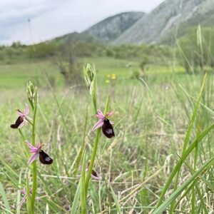Ophrys bertolonii bloem close-up in nature.