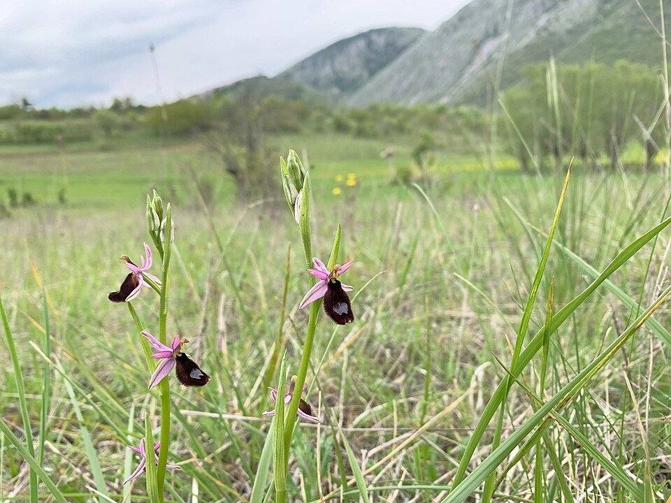 Ophrys bertolonii bloem close-up in nature.