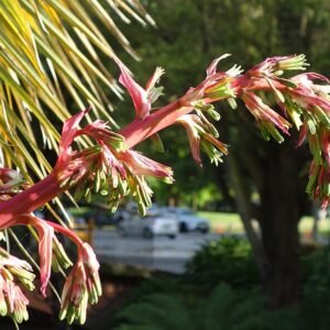 Beschorneria yuccoides plant in Christchurch Botanic Gardens, New Zealand.