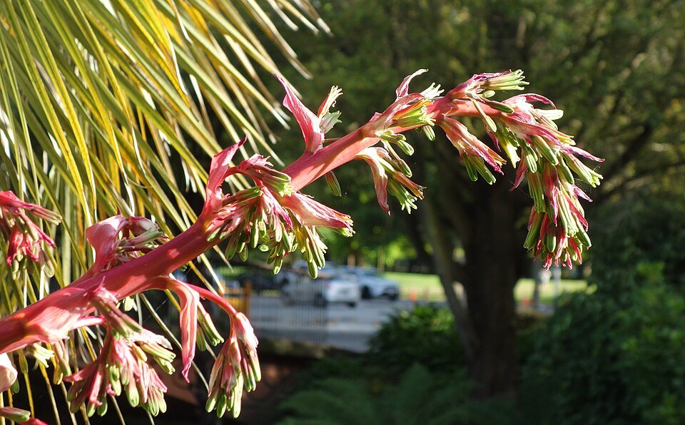Beschorneria yuccoides plant in Christchurch Botanic Gardens, New Zealand.