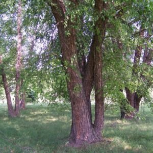 Close-up van de schors van een rode berkboom.