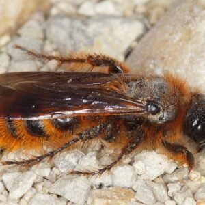 Dasyscolia ciliata - Zwarte en gele gestreepte Dolchwespe met lange angelvormig achterlijf.