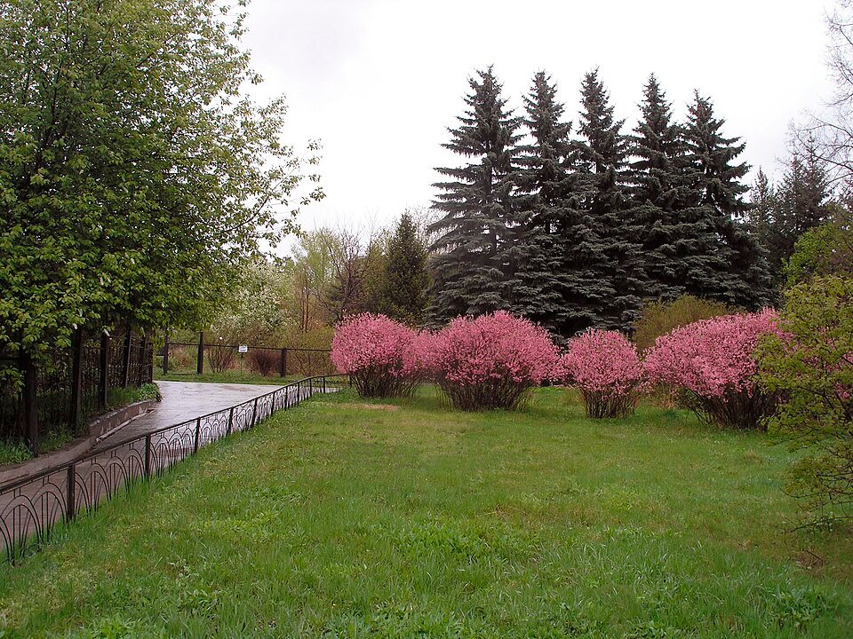 Prunus pedunculata bloeiende witte bloemen in close-up.