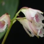 Bifrenaria orchidee met witte bloemen en groene bladeren op houten achtergrond.