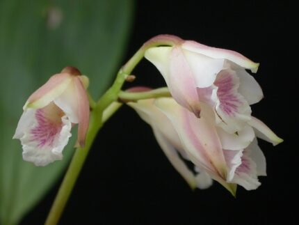 Bifrenaria orchidee met witte bloemen en groene bladeren op houten achtergrond.