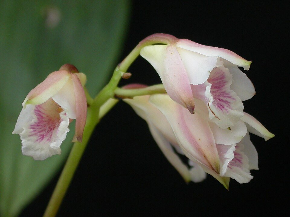 Bifrenaria orchidee met witte bloemen en groene bladeren op houten achtergrond.
