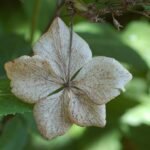 Gedroogde bloem van de Hortensia – Schermvormig in Tokyo Delight.