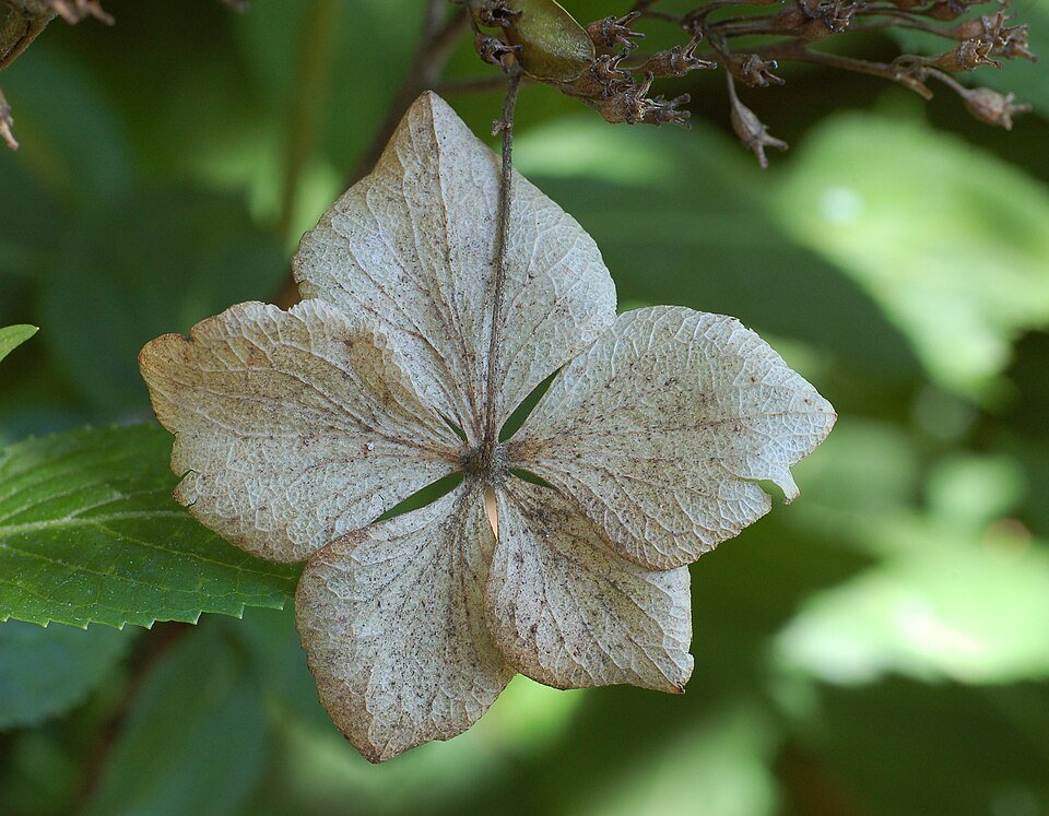 Gedroogde bloem van de Hortensia – Schermvormig in Tokyo Delight.