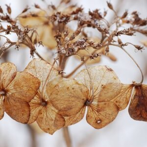 Prachtige grote roze en witte bloemen van de Hydrangea op kalkrijke grond.