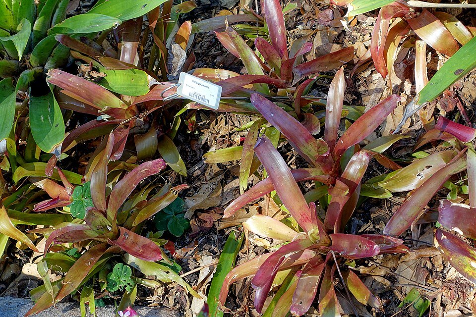 Bloeiende Billbergia amoena plant in Marie Selby Botanical Gardens, Sarasota, Florida.