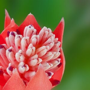 Bloeiende Billbergia pyramidalis plant met roze bloemen en groene bladeren.