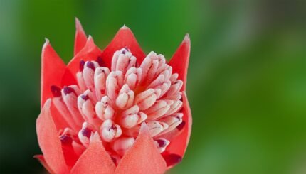 Bloeiende Billbergia pyramidalis plant met roze bloemen en groene bladeren.
