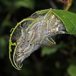 Rupsen van de vogelkersstippelmot op tak met bladeren.