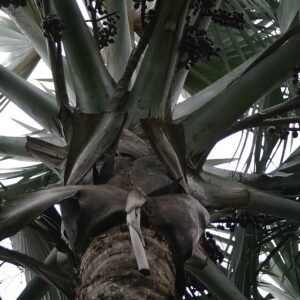 Exotische Medemia palmboom met grote waaiervormige bladeren.