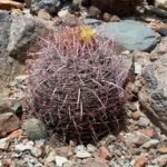 Ferocactus johnstonianus cactus met lange stekels en geribbeld groen lichaam.