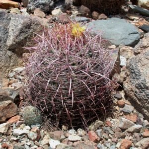 Ferocactus johnstonianus cactus met lange stekels en geribbeld groen lichaam.