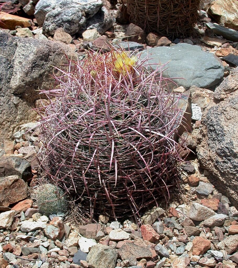 Ferocactus johnstonianus cactus met lange stekels en geribbeld groen lichaam.