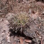Ferocactus histrix cactus met lange, stekelige stelen en gele bloemen in een woestijnomgeving.