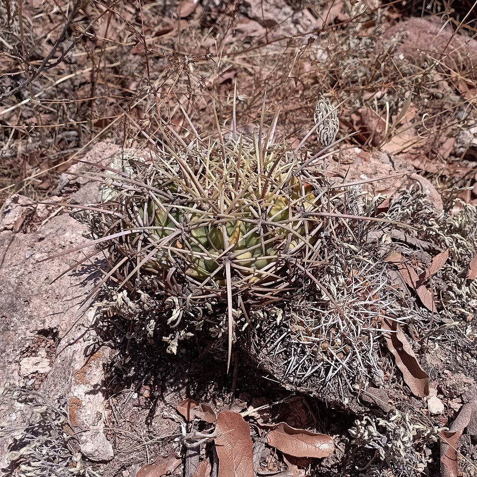 Ferocactus histrix cactus met lange, stekelige stelen en gele bloemen in een woestijnomgeving.