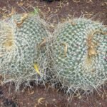 Mammillaria muehlenpfordtii cactus met witte stekels en roze bloemen in pot.