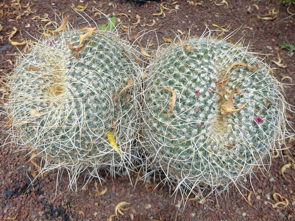 Mammillaria muehlenpfordtii cactus met witte stekels en roze bloemen in pot.