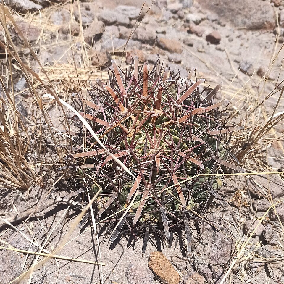 Ferocactus latispinus cactus met lange, gebogen stekels in een pot.