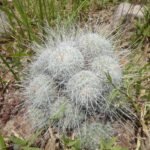 Mammillaria geminispina cactus met roze bloemen en zachte witte stekels.