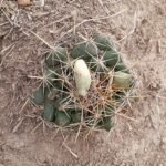 Coryphantha-ottonis-vrucht op witte achtergrond.
