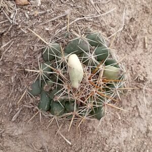 Coryphantha-ottonis-vrucht op witte achtergrond.