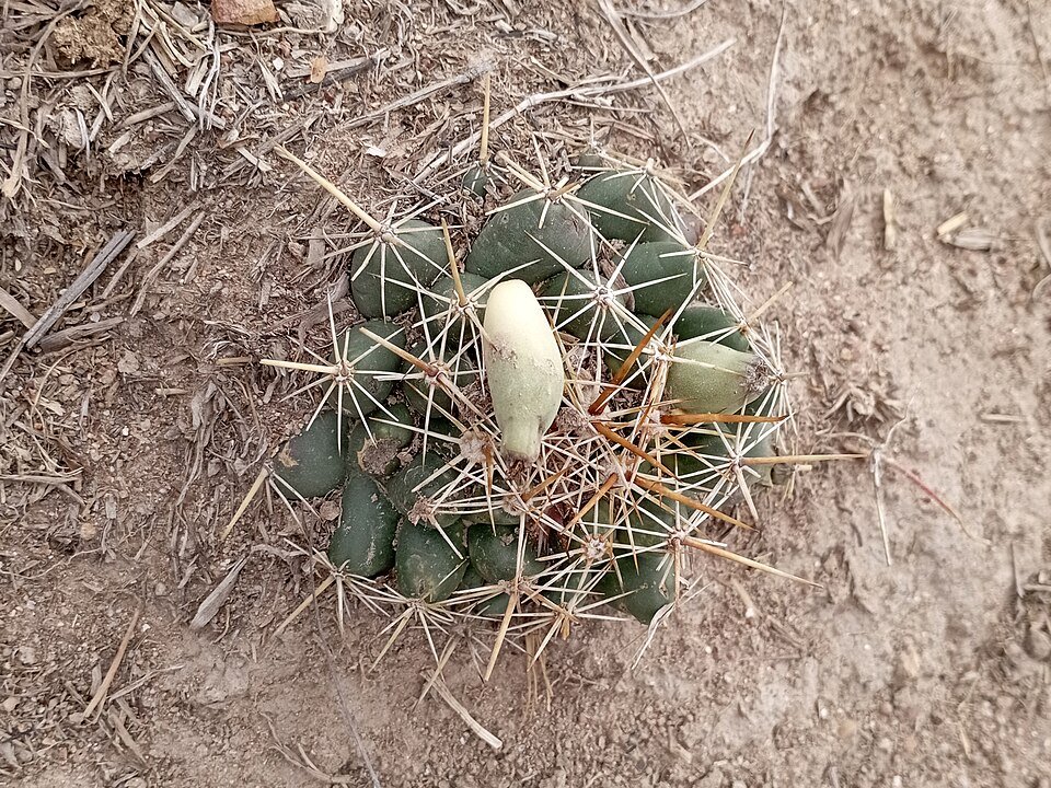 Coryphantha-ottonis-vrucht op witte achtergrond.