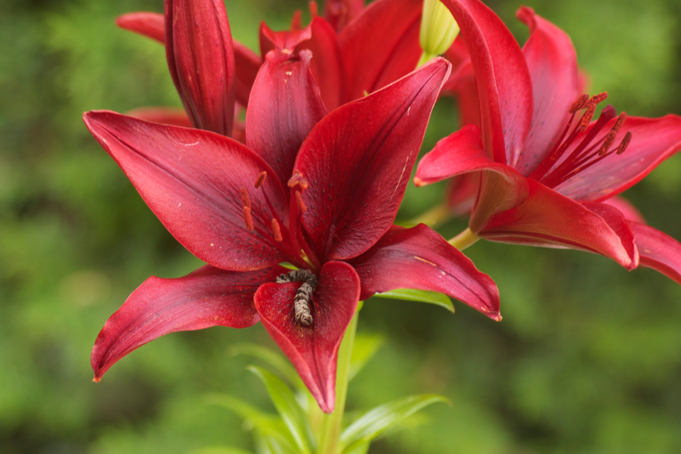 Zwarte Aziatische lelie bloem op witte achtergrond.