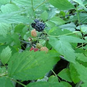 Zwarte frambozen in een tuin onder zonlicht.