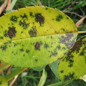 Black spot pattern on Discohainesia leaf with green hues.