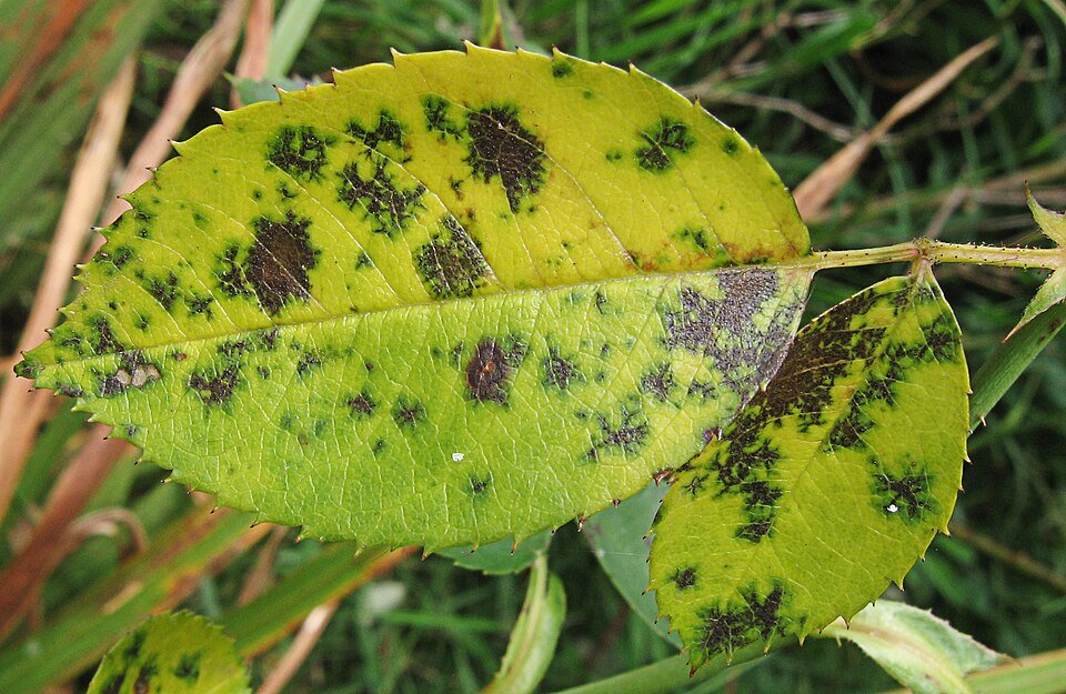 Black spot pattern on Discohainesia leaf with green hues.