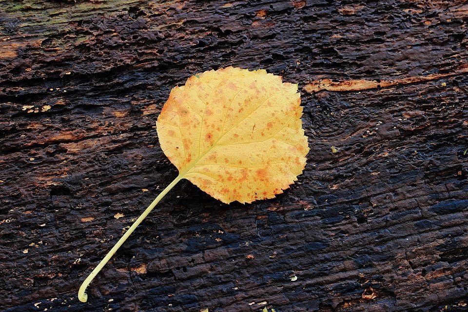 Hydrangea anomala bloemen in witte en roze tinten.